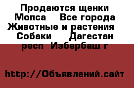 Продаются щенки Мопса. - Все города Животные и растения » Собаки   . Дагестан респ.,Избербаш г.